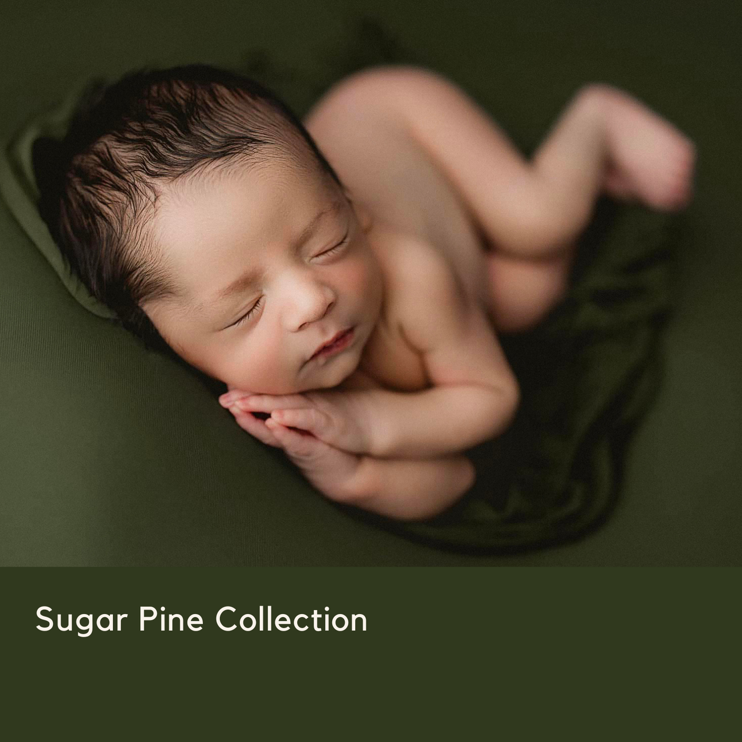 SUGAR PINE