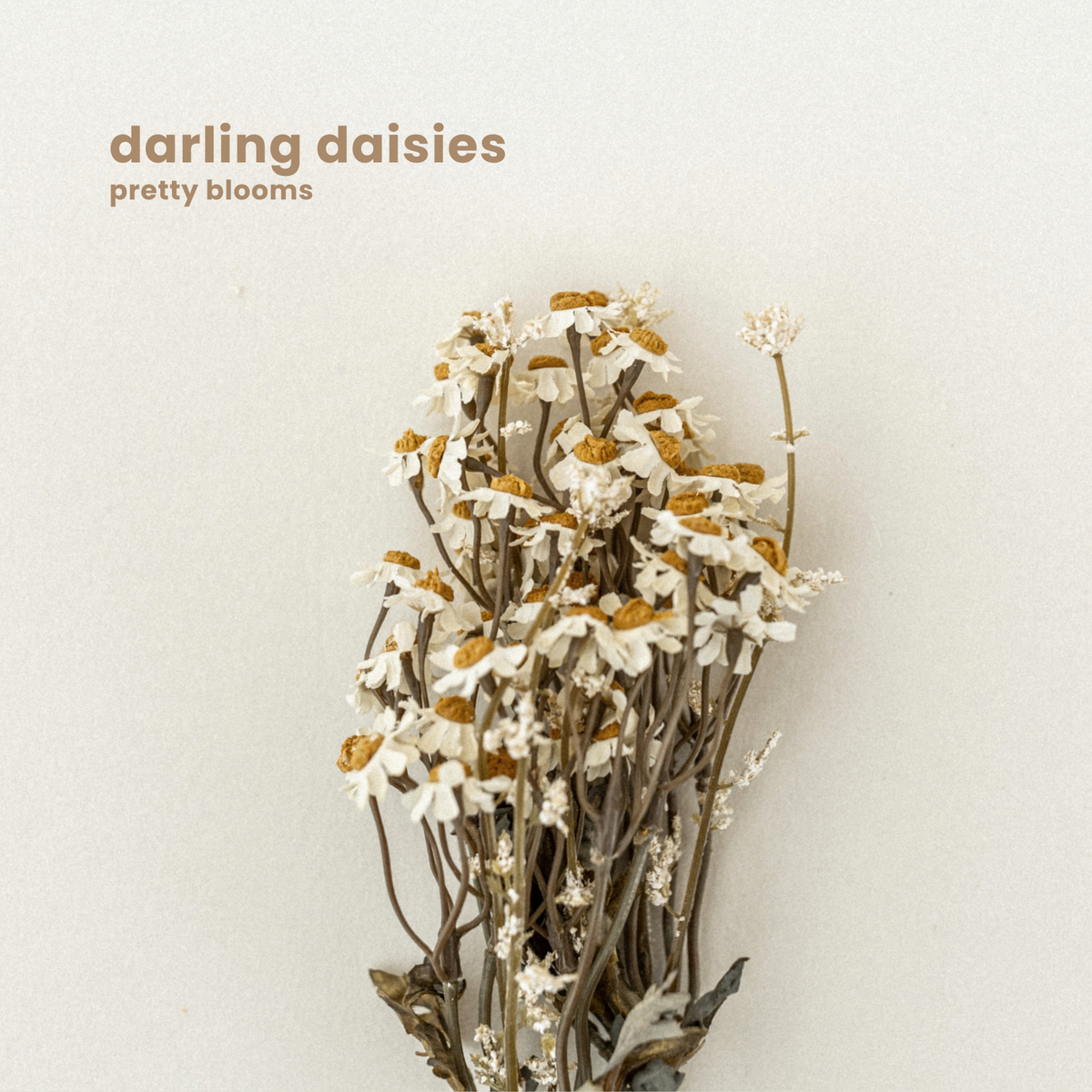 PRETTY BLOOMS : darling daisies